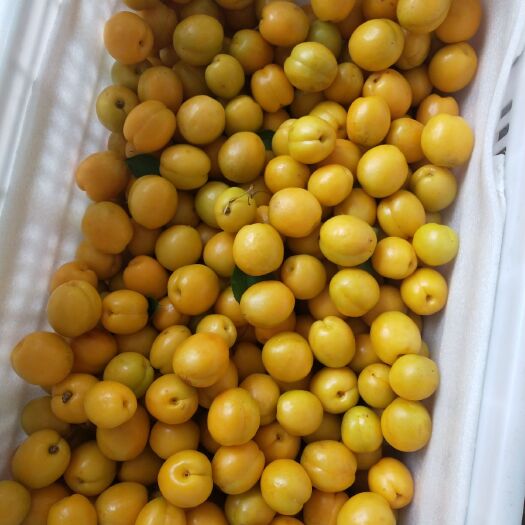 蒙阴县珍珠油杏 香甜爆汁