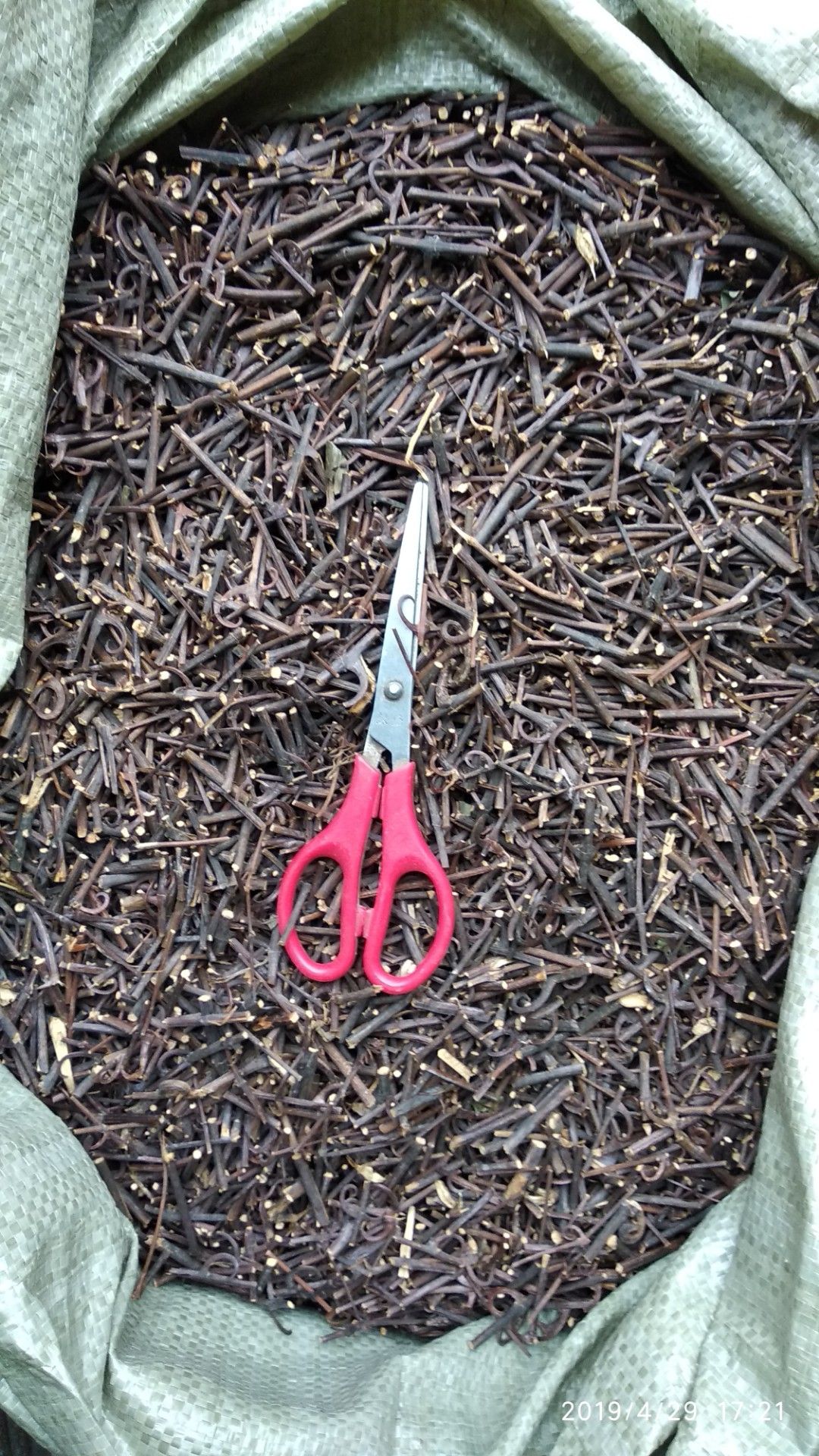 贵州铜仁非种植藤木类中药材无硫钩藤干货煮水搽脚治抽筋产地直发