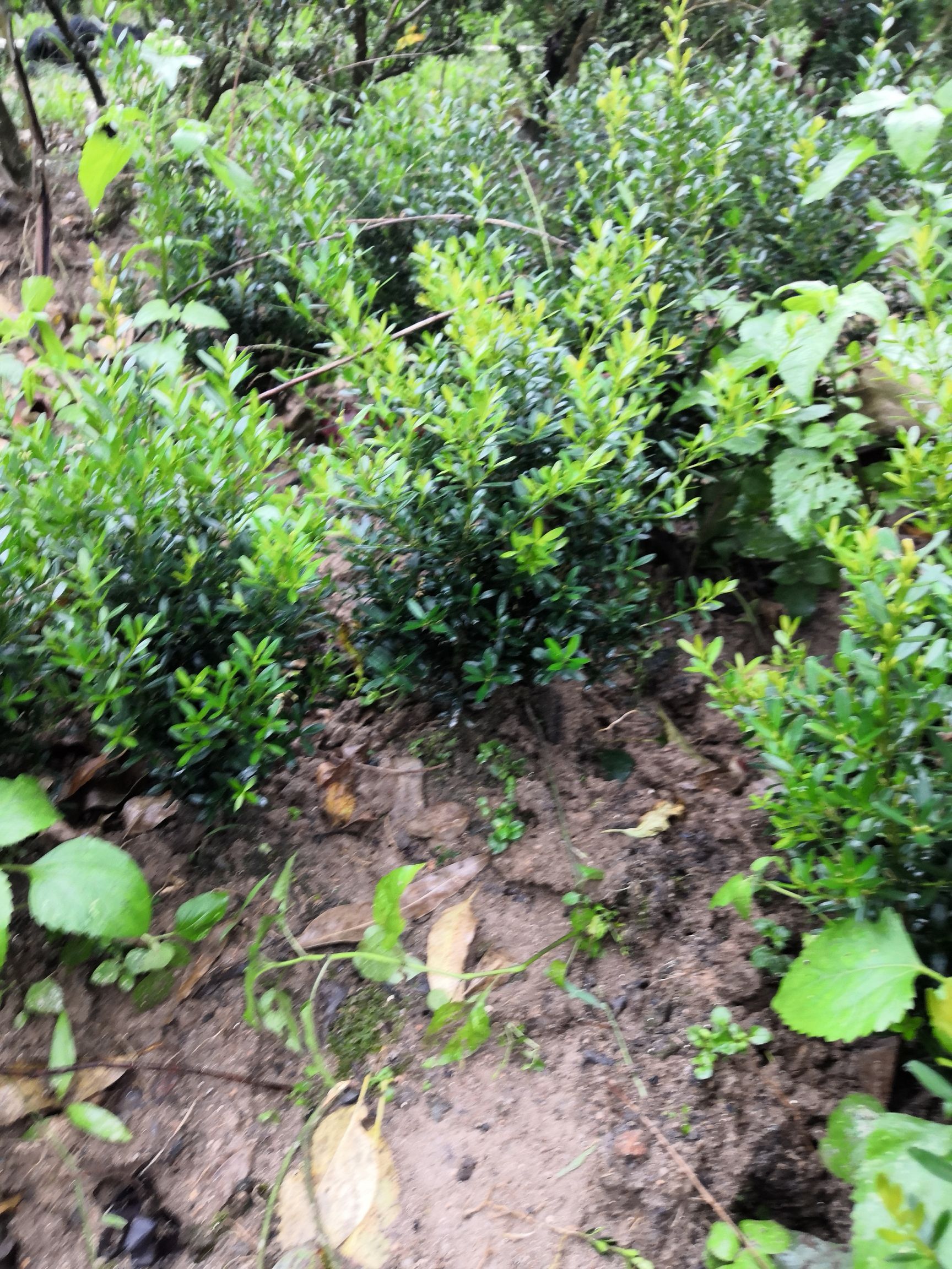 雀舌黄杨小黄，根部发达