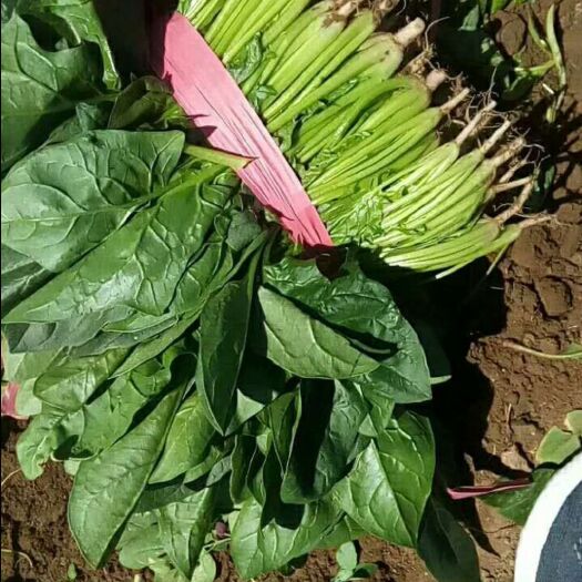 新民市高质量菠菜！欢迎老板咨询！