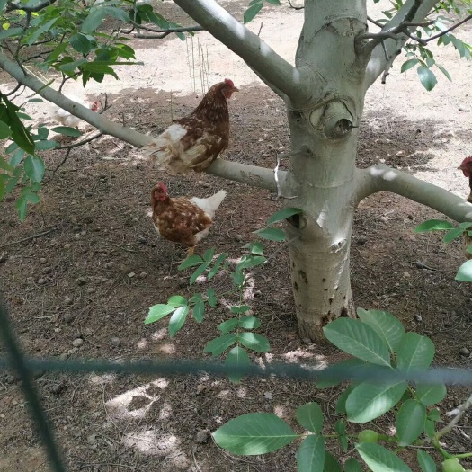 渭南 土鸡蛋