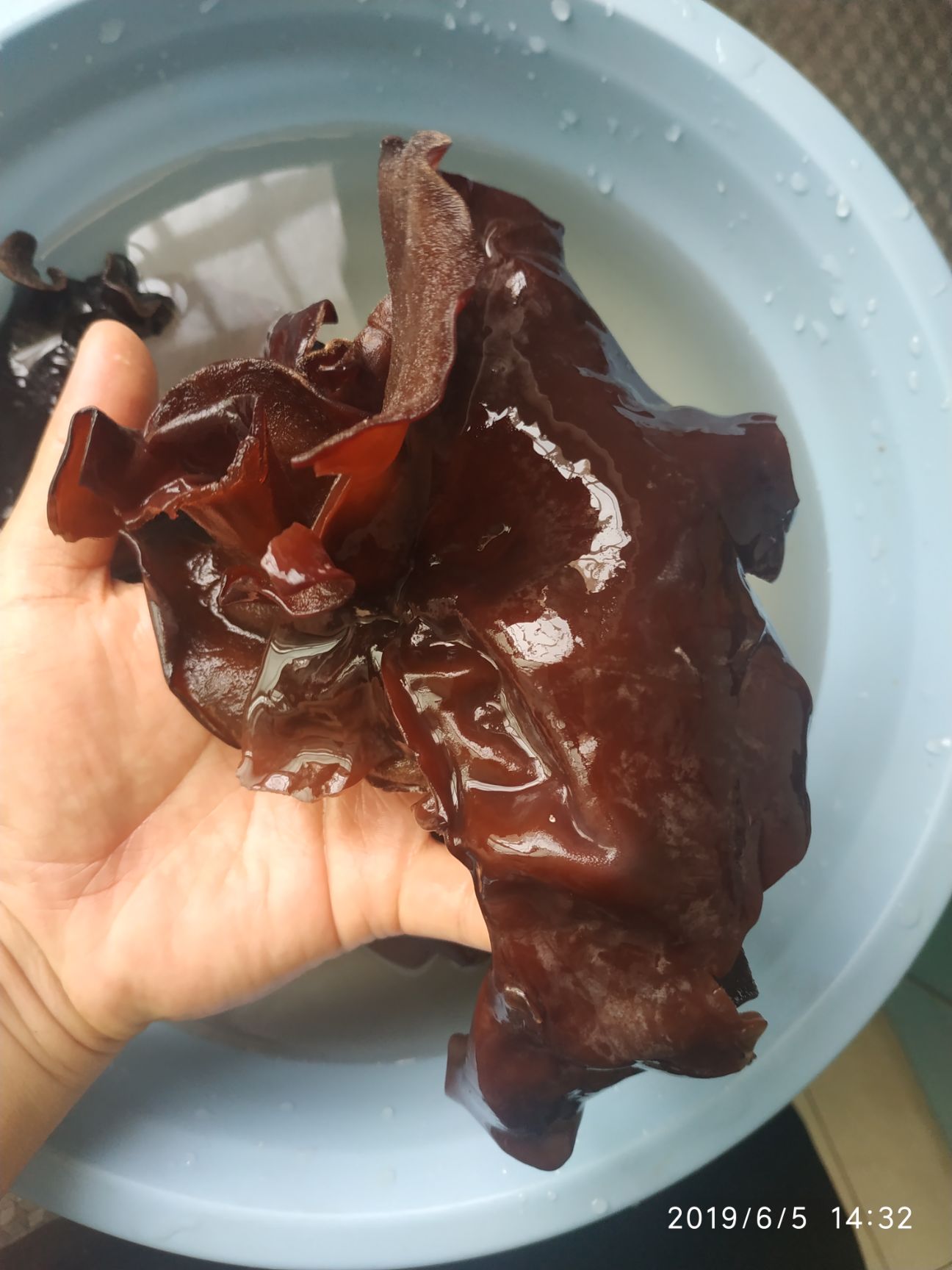 毛木耳 品质好 毛木耳批发 皮耳 口感好 新货 全国包邮！