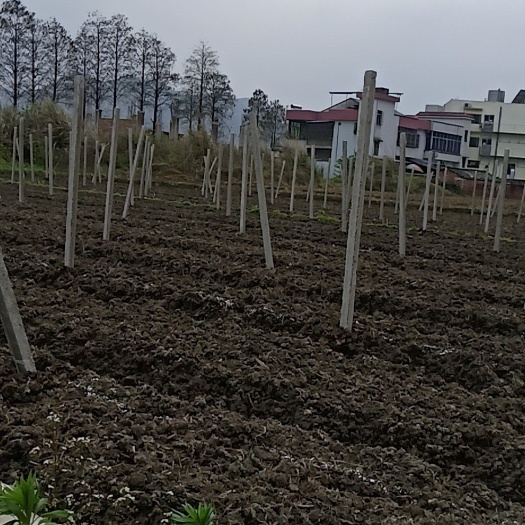 博白县立柱 大量出售水泥柱，专业搭建百香果架子，葡萄棚，有需要的联系我