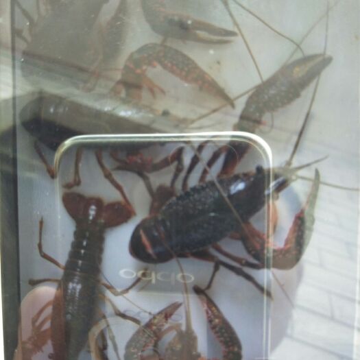 庐江县红壳小龙虾 农户养虾，诚意友