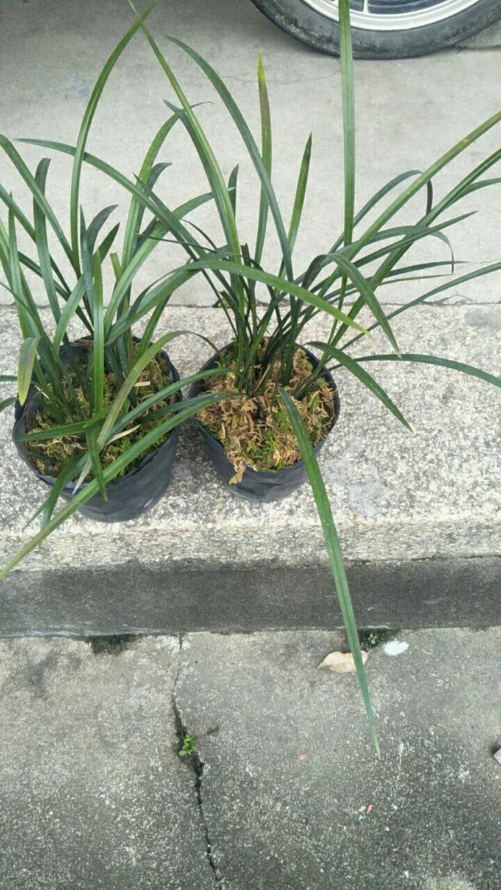  兰花,花香,株形优雅,