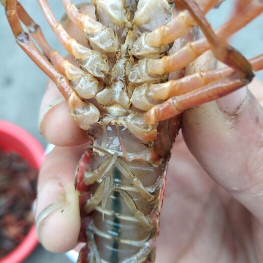 绵阳小龙虾养殖基地 一手货源 寻找长期合作伙伴