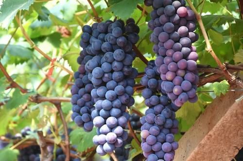 瓦房店市 酸甜多汁的夏黑葡萄 新鲜无籽 现摘现发