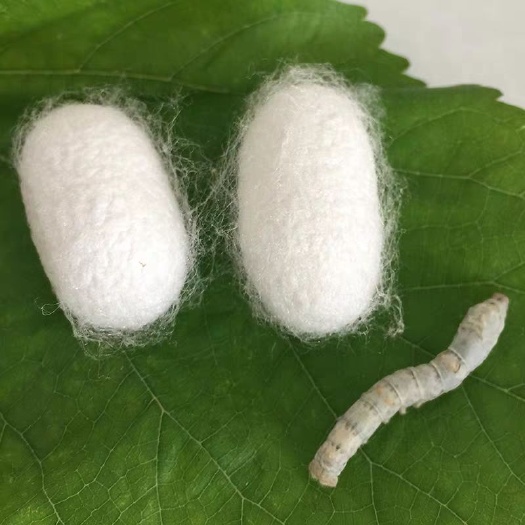盐边县 蚕丝