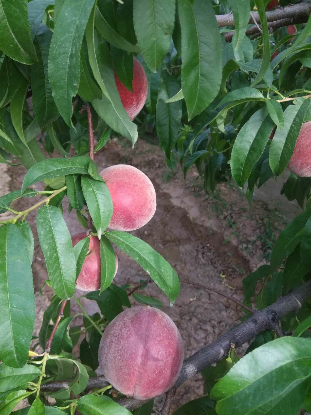  春蜜