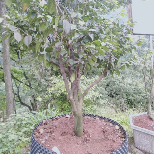 盐津县 云南特产山茶花，茶嫁接山茶，报价8888.80元。
