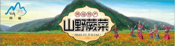 卓尼县 山野蕨菜