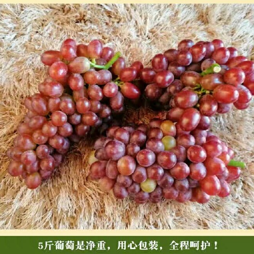 西昌市克伦生葡萄 1.5- 2斤 5%以下 1次果
