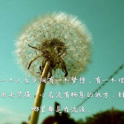 鹤壁 紫薯