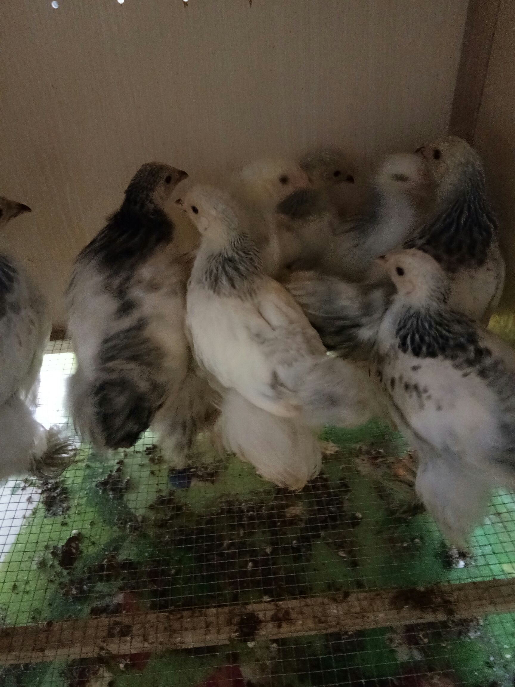  婆罗门鸡 白贵 红白波兰鸡 元宝鸡