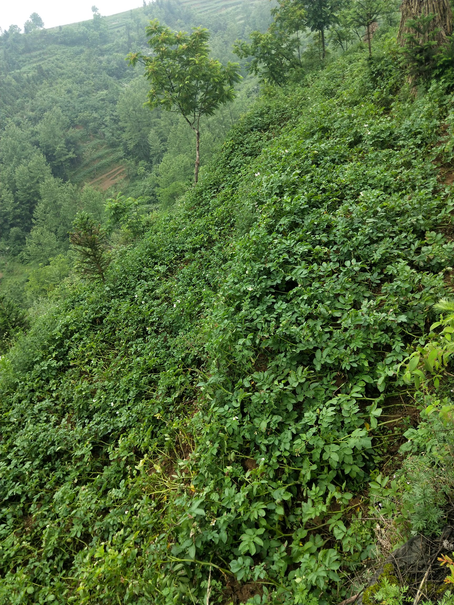 云南昭通大山深处种植大土豆5斤非常粉糯香