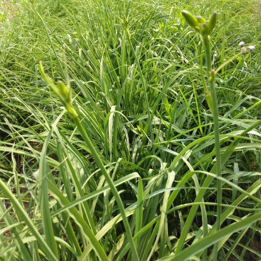 泰安 大量鲜花黄花菜马上上市，有需要客户速于我联系