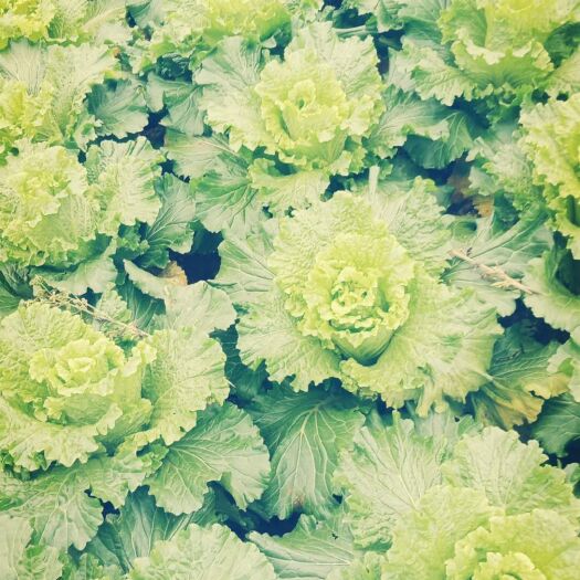 绥阳县中白76大白菜 3~6斤 净菜