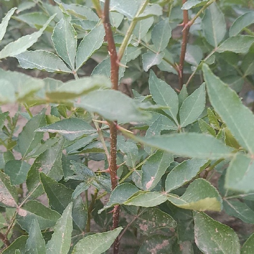 泰安 红椒花椒苗大红袍花椒苗基地自产直销 质量保证 免费提供技术