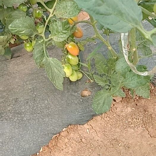 平顺县 千禧圣女果