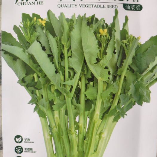 甜菜心種子  獅山2017油菜苔種子早熟主苔粗抗性強(qiáng)甘藍(lán)型雜