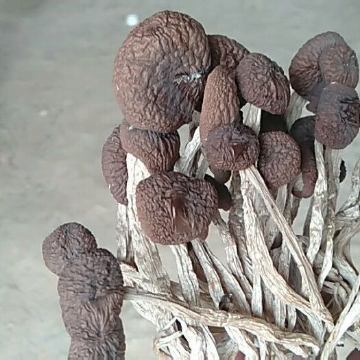 南丰县广昌5号茶树菇  不开伞茶树菇 柴火烘干 10斤包邮装