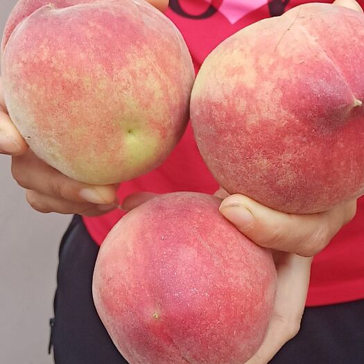 夏县 水蜜桃大量上市