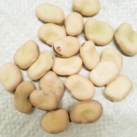 武山县新鲜蚕豆  甘肃蚕豆，大粒手选蚕豆，干蚕豆