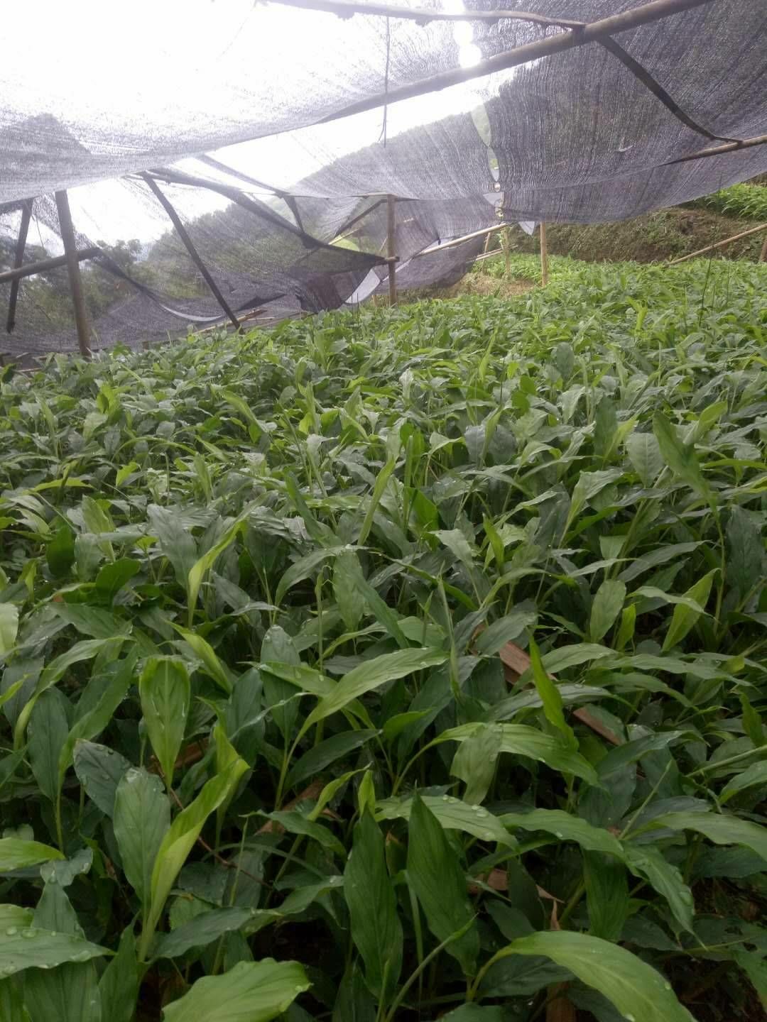 草果苗 平均高度80厘米，要货量大者，亲自开车送货上门。