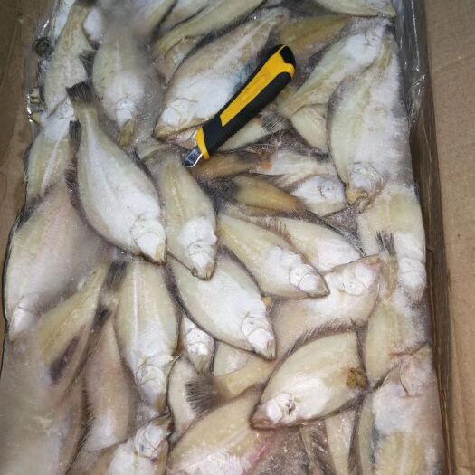 大连比目鱼  大连当地小偏口食堂用品20斤
