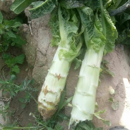 定西红叶莴笋  产地直发，诚信经营范围。