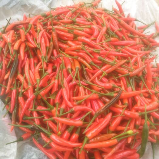 深圳指天椒 靓