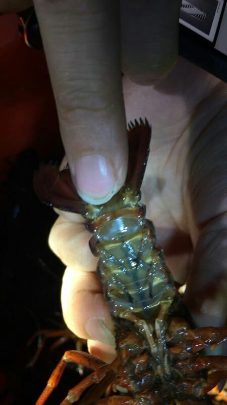 当涂县清水小龙虾 5-7钱 人工养殖