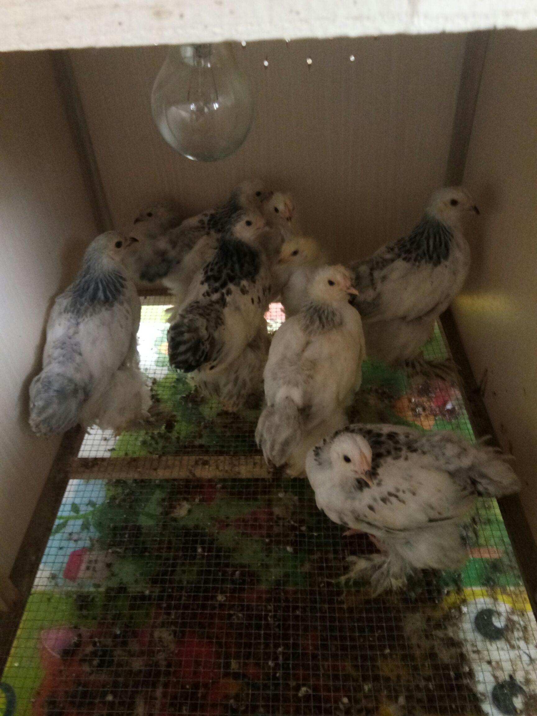  婆罗门鸡 白贵 红白波兰鸡 元宝鸡