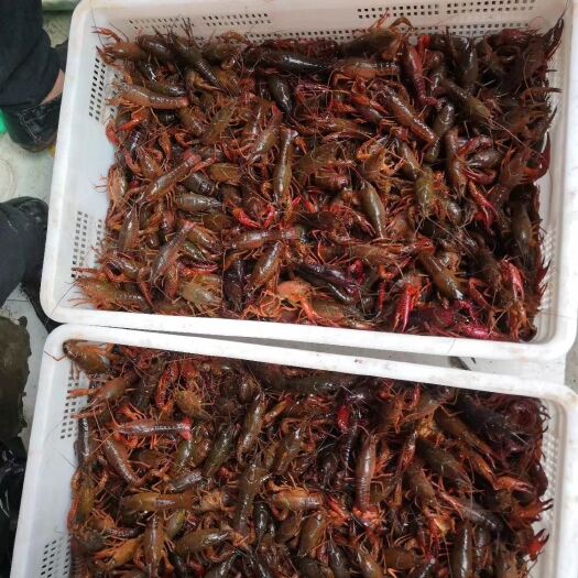 成都 河北潜江小龙虾