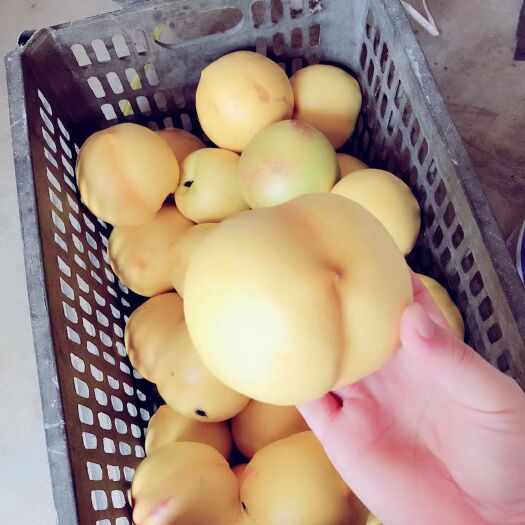 蒙阴县黄金油桃 55mm以上 2 - 3两