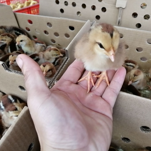 南宁 清远麻鸡苗