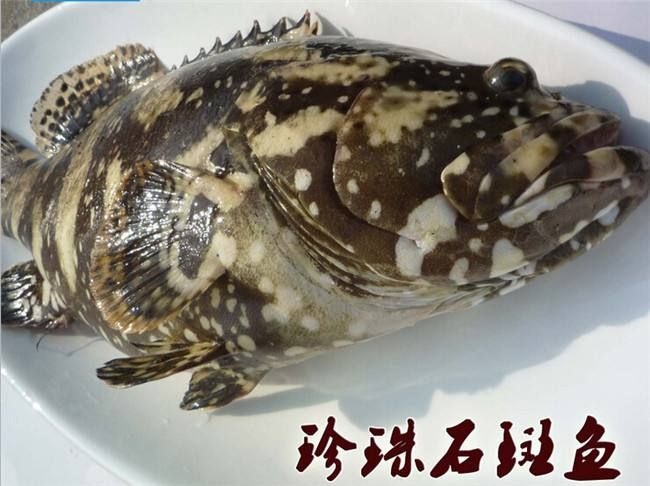 临高县 海南临高海水养殖石斑鱼批发