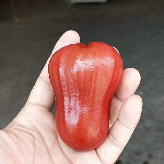 广州 海南黑金刚莲雾，品质好，价格优惠，口感清甜