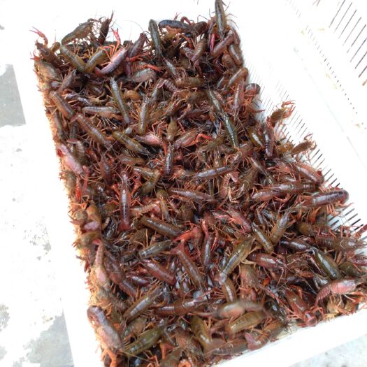 合江县 预订小龙虾种虾