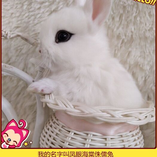 上海熊猫兔 宠物兔，道奇侏儒兔，海棠凤眼西施侏儒兔，茶杯兔，长不大宠物兔