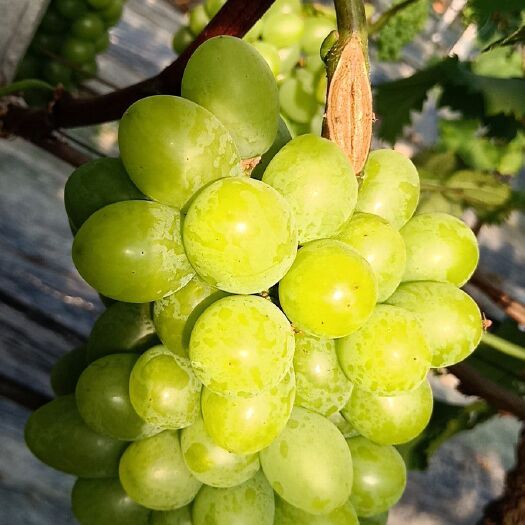 早夏无核 无核四号口感好，味道鲜美，欢迎来电咨询