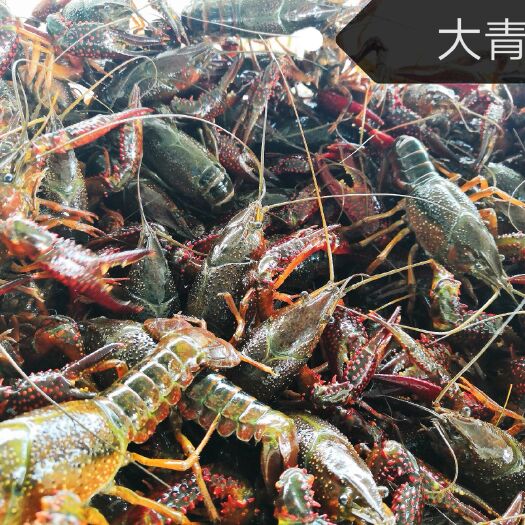 潜江市 优质潜江小龙虾