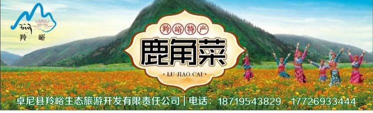 卓尼县鹿角蕨 鹿角菜