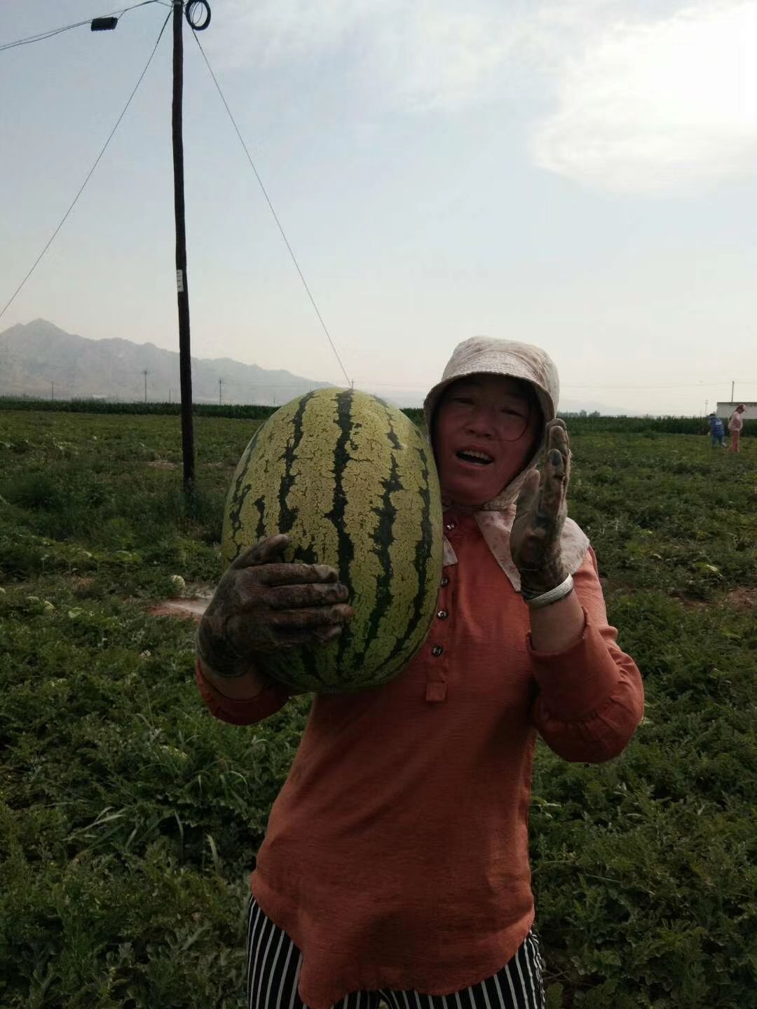 沙漠西瓜  沙漠一号西瓜个大，耐运殊，皮厚，糖度高，口感好