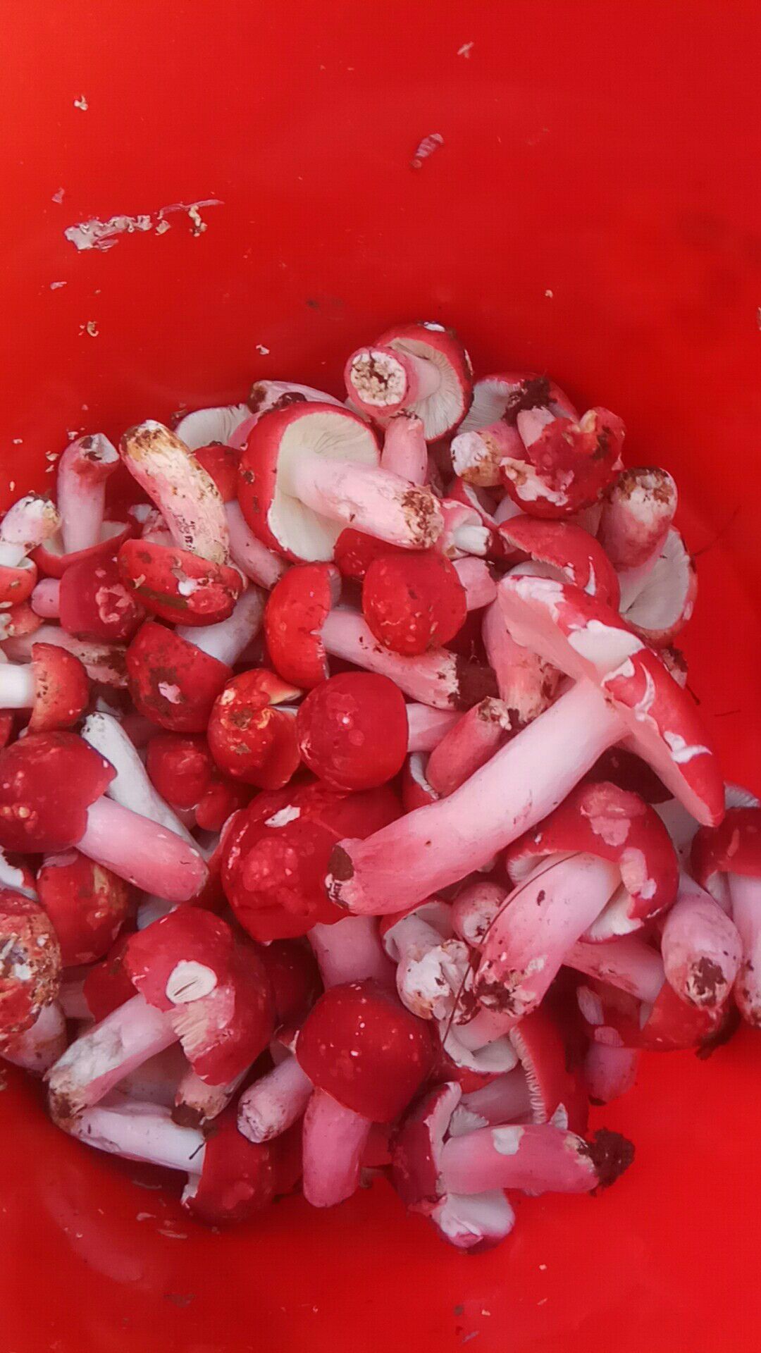 红色的菌菇的种类图片图片