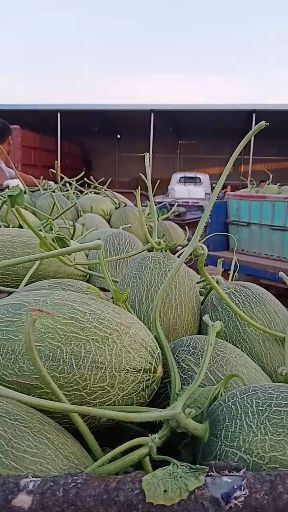 莘县胶蜜25号 山东省聊城市莘县 一级