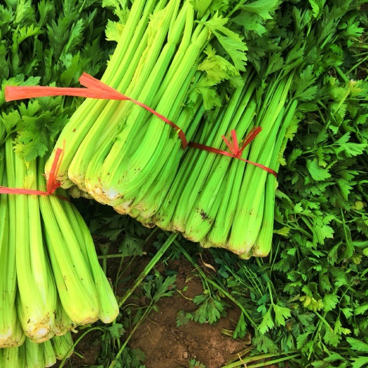 靖边县 芹菜上市欢迎前来采购