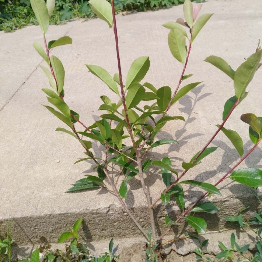 沭阳县红叶石楠大一小杯苗，工程苗