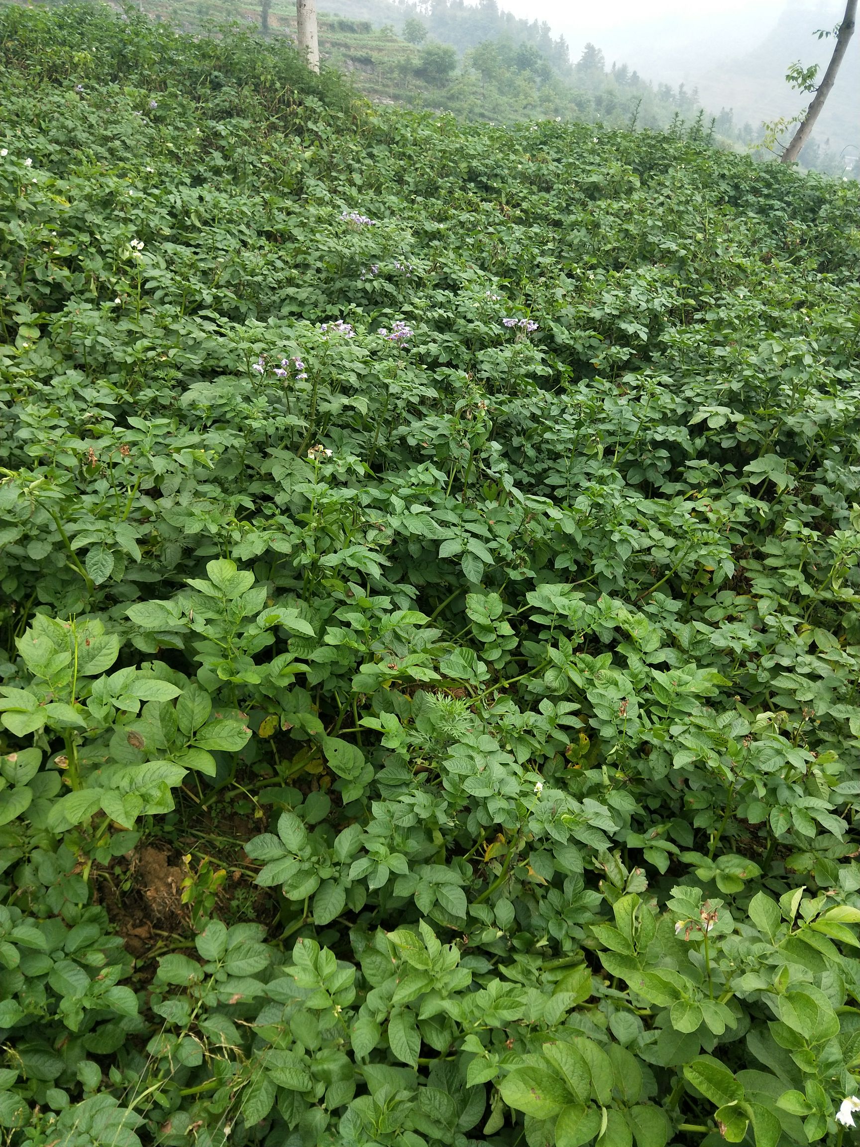 云南昭通大山深处种植大土豆5斤非常粉糯香