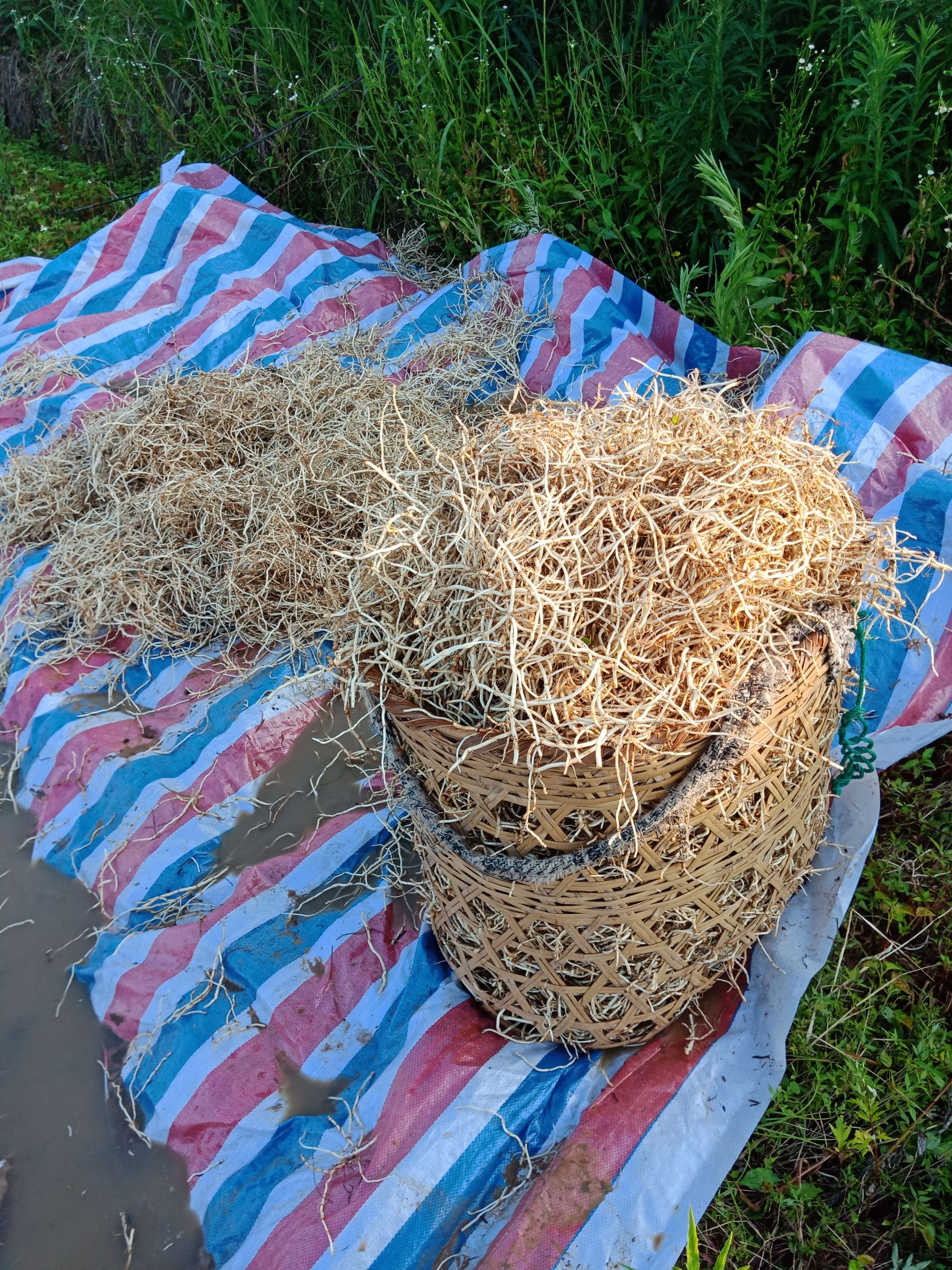 自己种植的鱼腥草，不一样的口感！